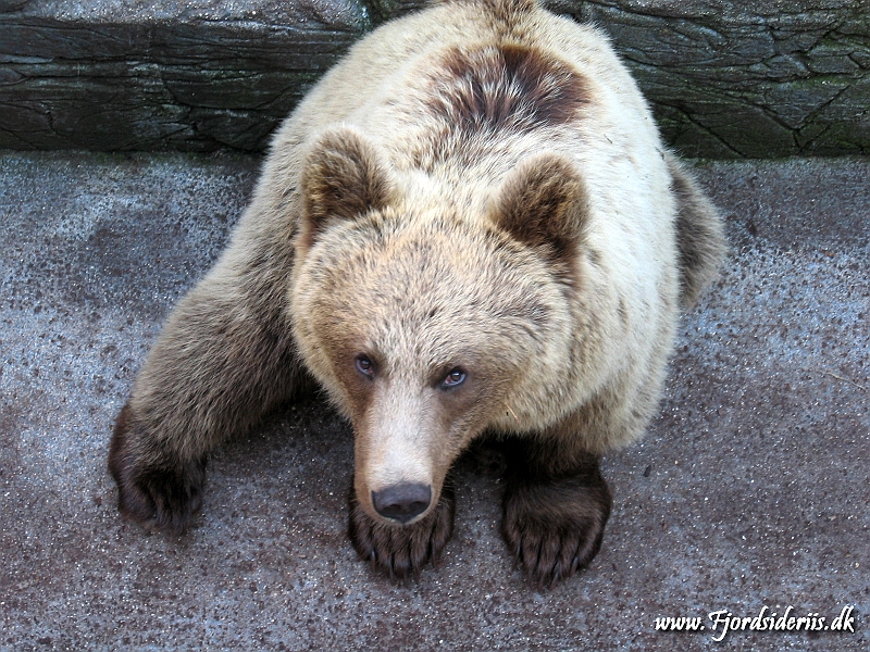 KBH zoo 190703 270.JPG